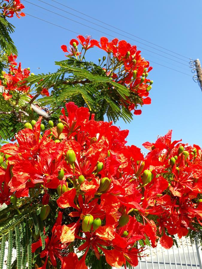 Paradise Gardens Daire Pafos Dış mekan fotoğraf